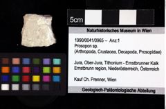 Foto (Objket + Etiketten) von Prosopon sp. 